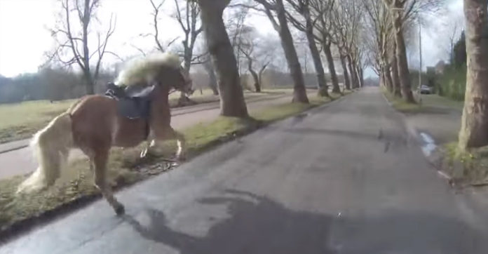 motorcyclist-spots-runaway-horse