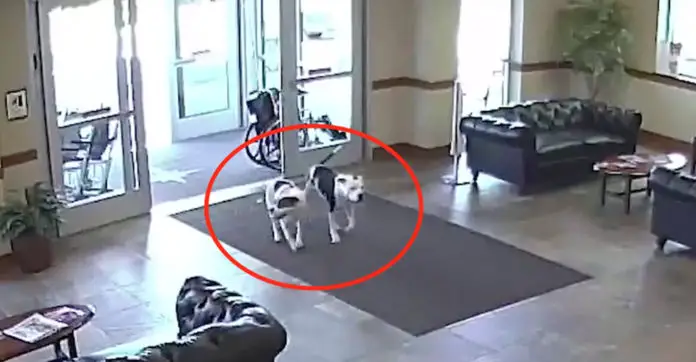 two-pit-bulls-hospital