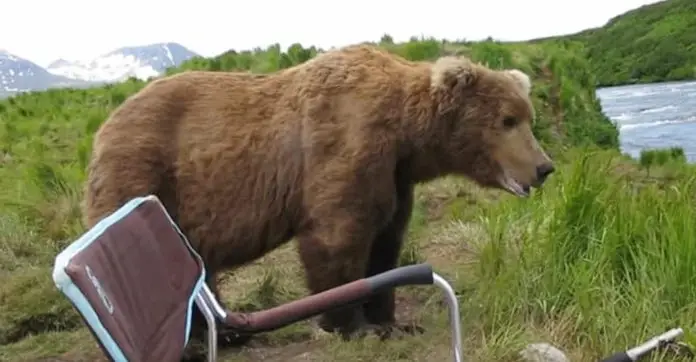 bear-casually-sits-next-to-him