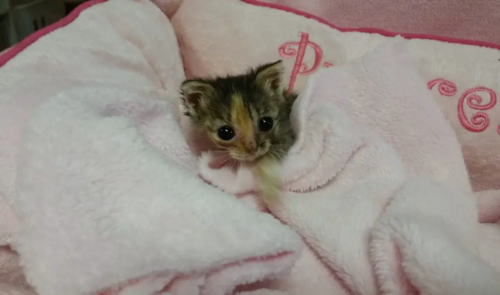 Share on Twitter. micro-kitten. 