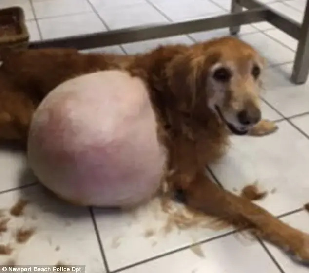 dog tumor