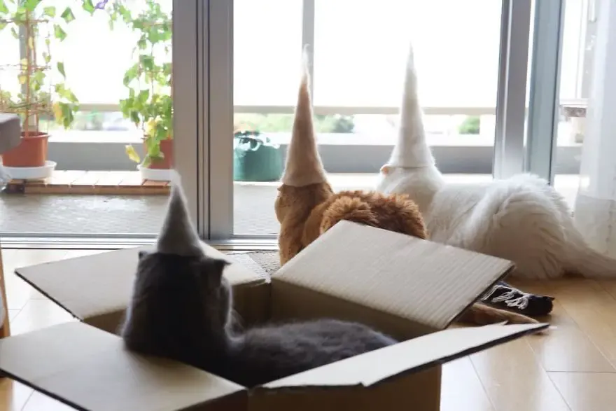 cats in hats