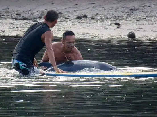 men save baby whale