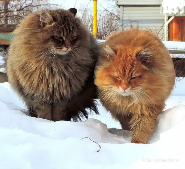 siberian cats