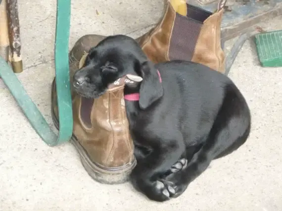 puppies sleeping