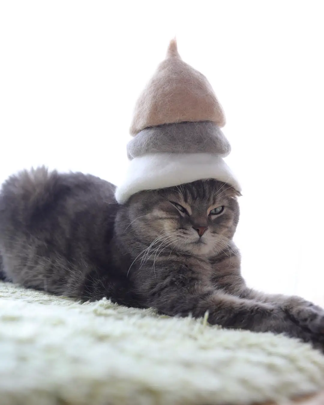 cats in hats