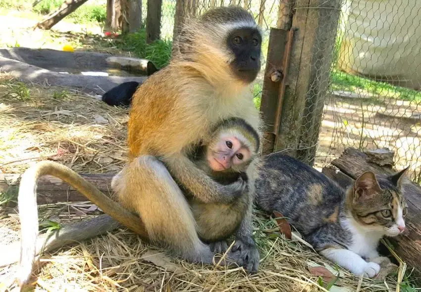 monkey and cats