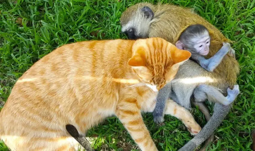 monkey and cats