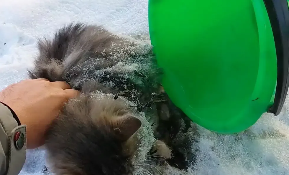 cat frozen