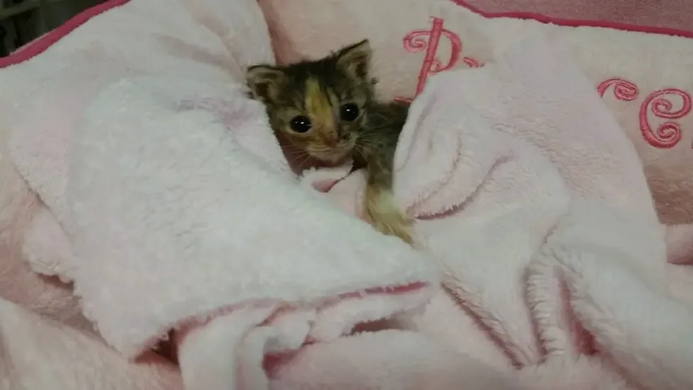 micro-kitten