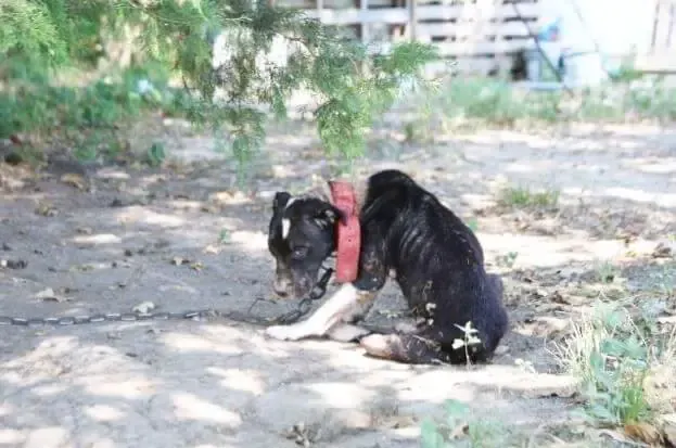 rescued dog from dog fighting