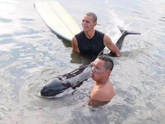 men save baby whale