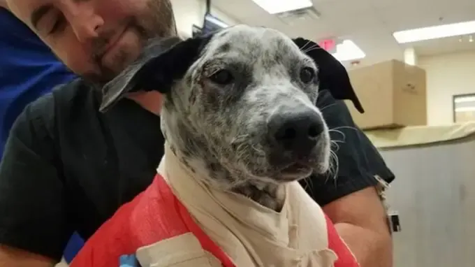 puppy dragged behind truck