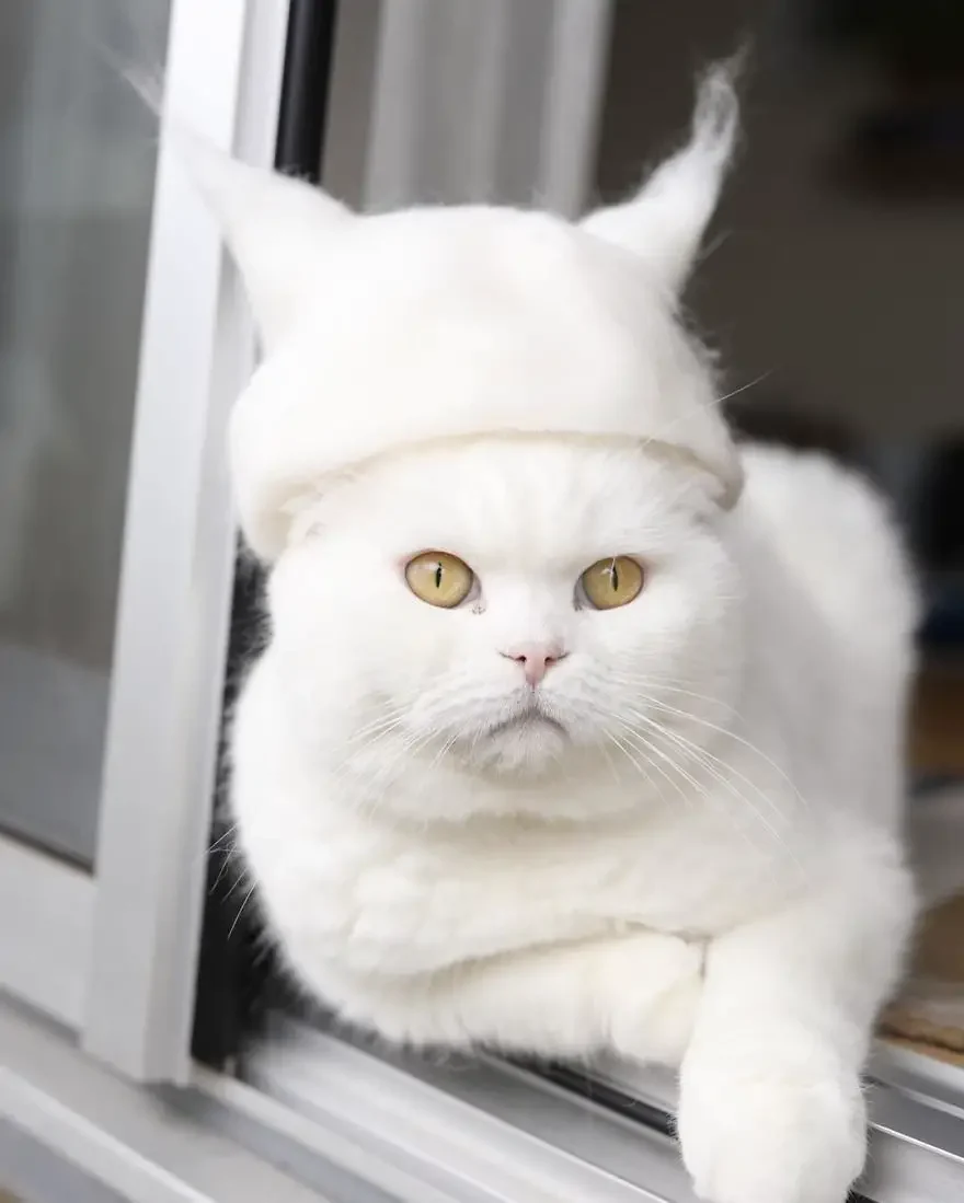 cats in hats