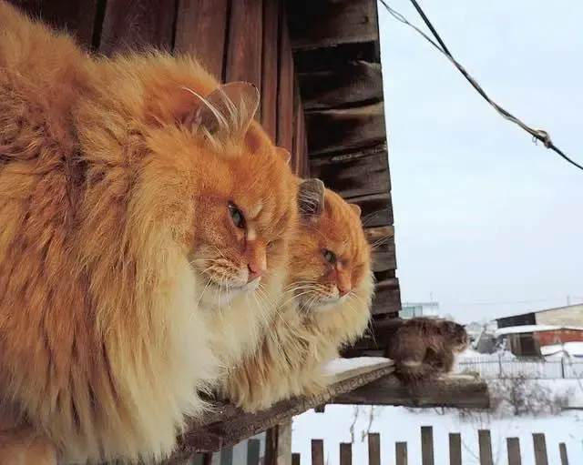 siberian cats