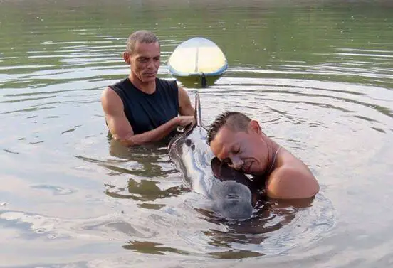 men save baby whale