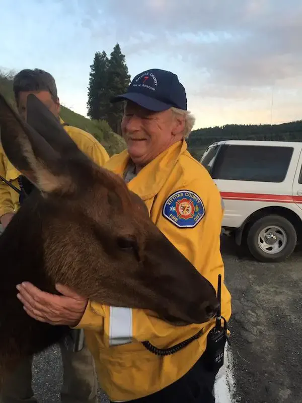 friendly elk