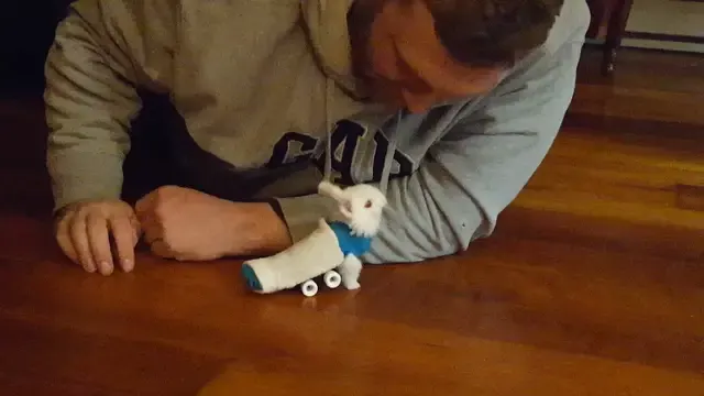 paralyzed bunny