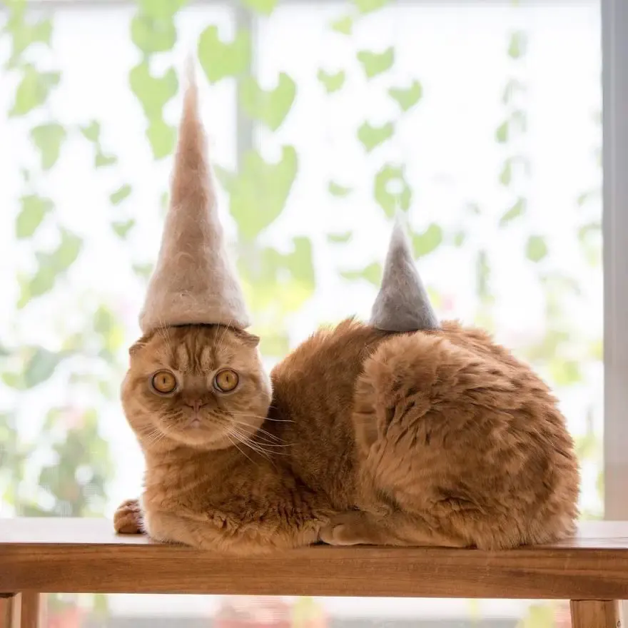 cats in hats