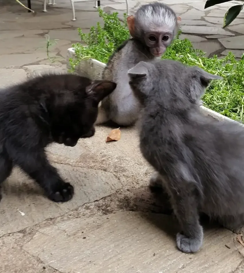 monkey and cats