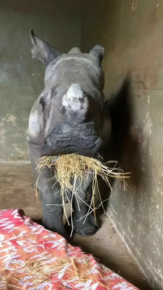 baby rhino rescued