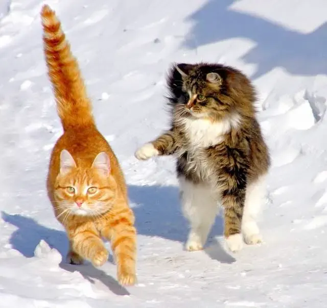 siberian cats