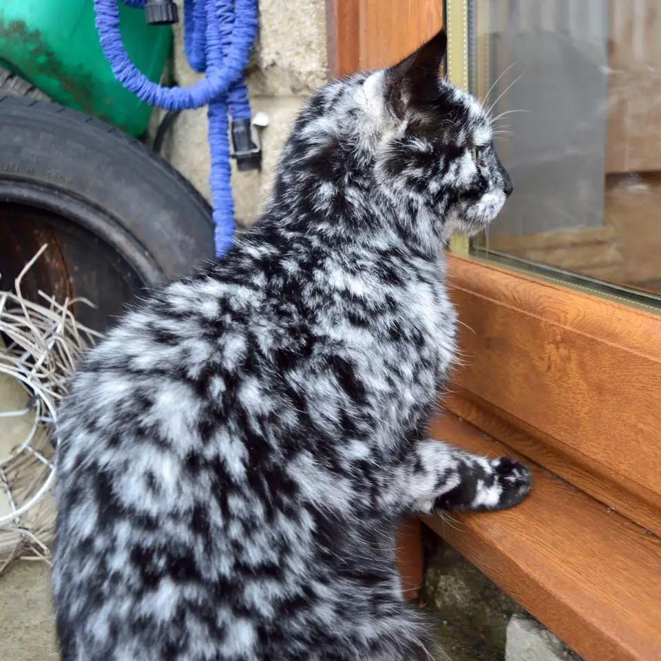 19-Year-Old Cat Starts Transforming His Black Coat Into A Jaw-Dropping ...