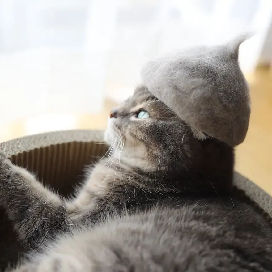 cats in hats