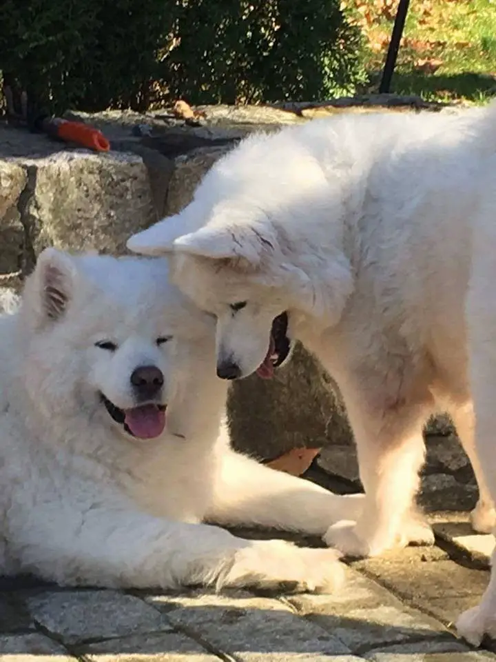 meat farm dogs reunite