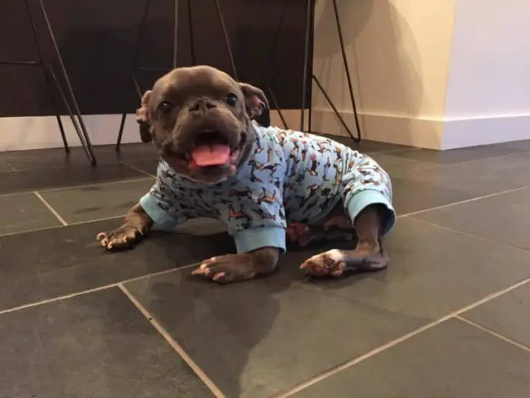 Vets Tell Him His Dog With Dwarfism Wouldn't Live Past The Age Of Three