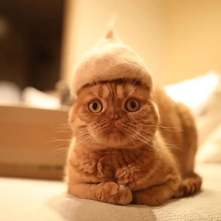 cats in hats