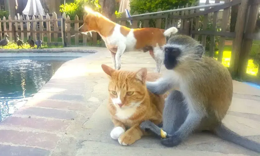 monkey and cats