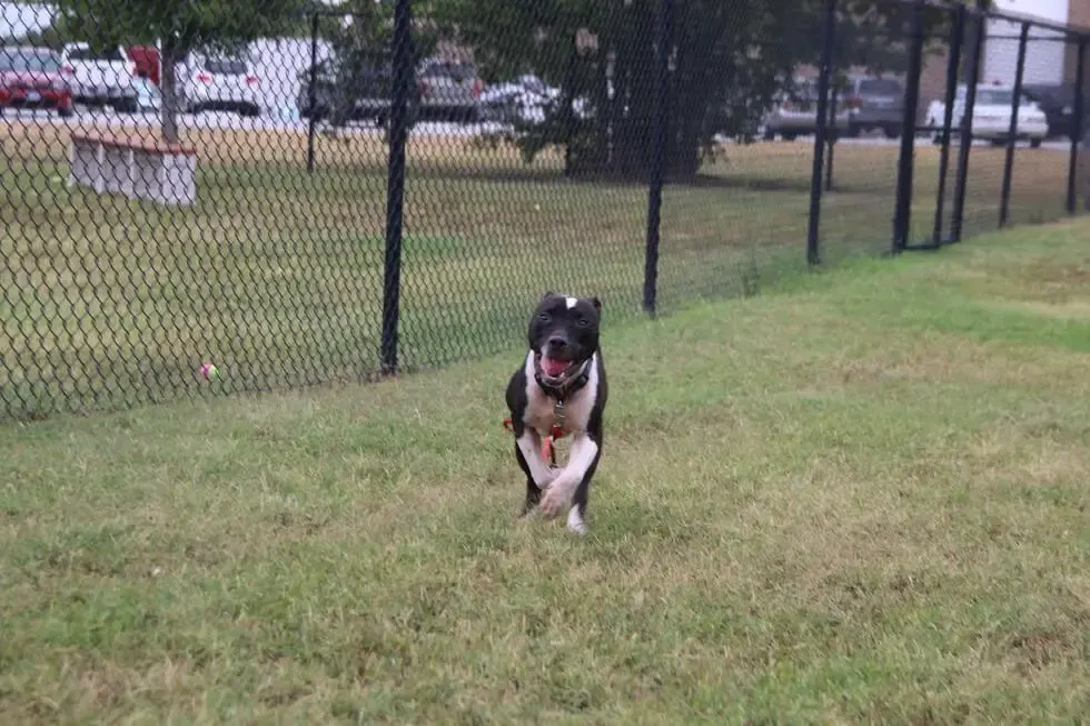 rescued dog from dog fighting