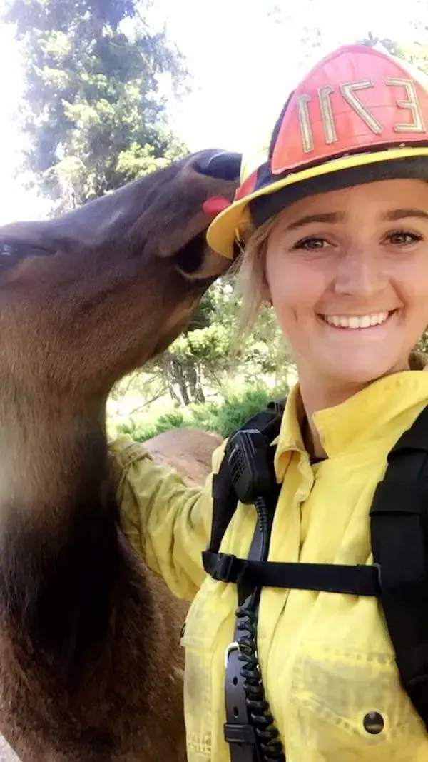 friendly elk