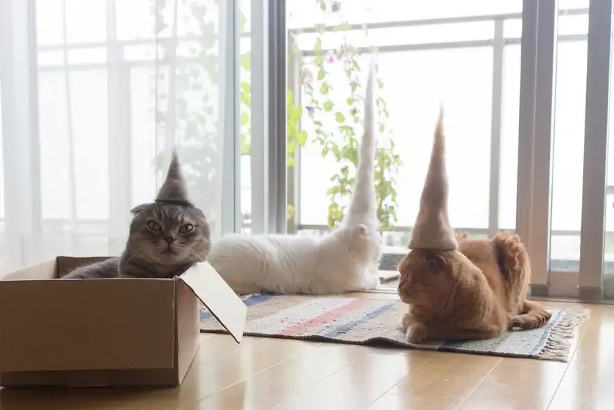 cats in hats