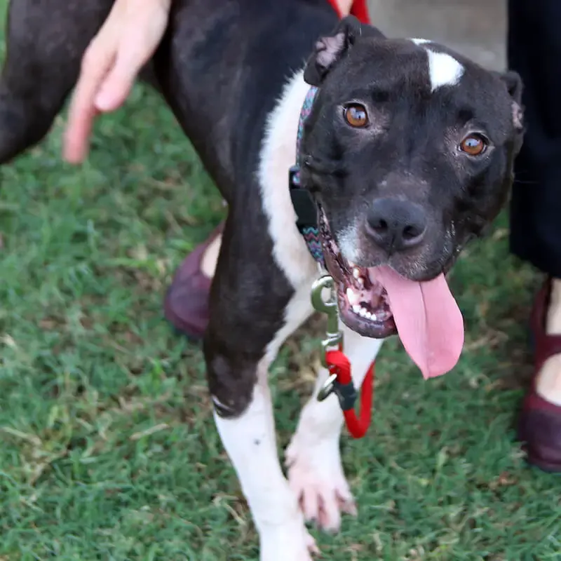 rescued dog from dog fighting