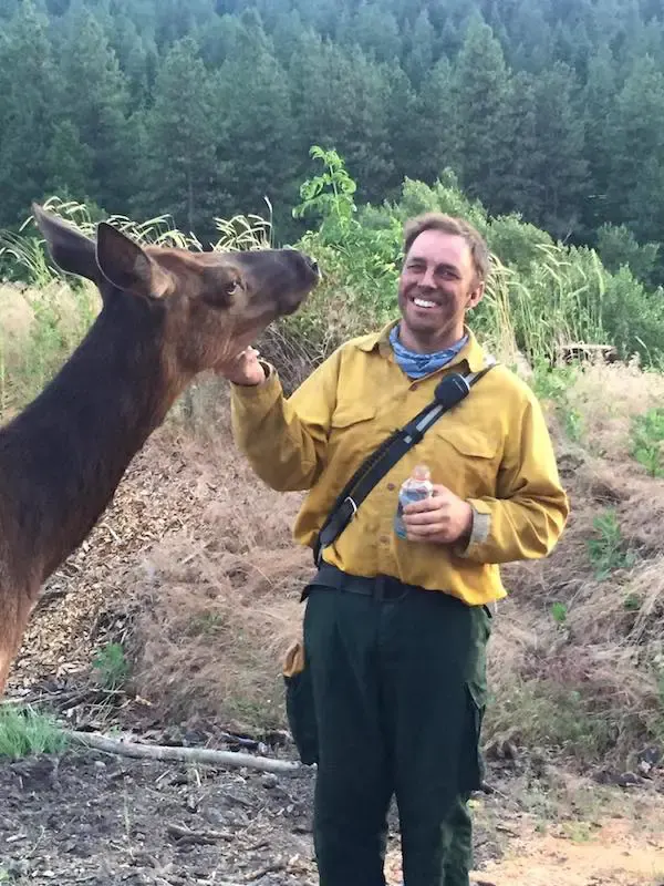 friendly elk