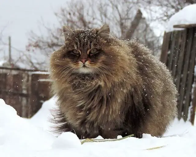 siberian cats