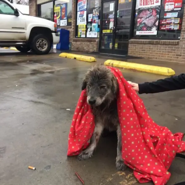 dog parking lot