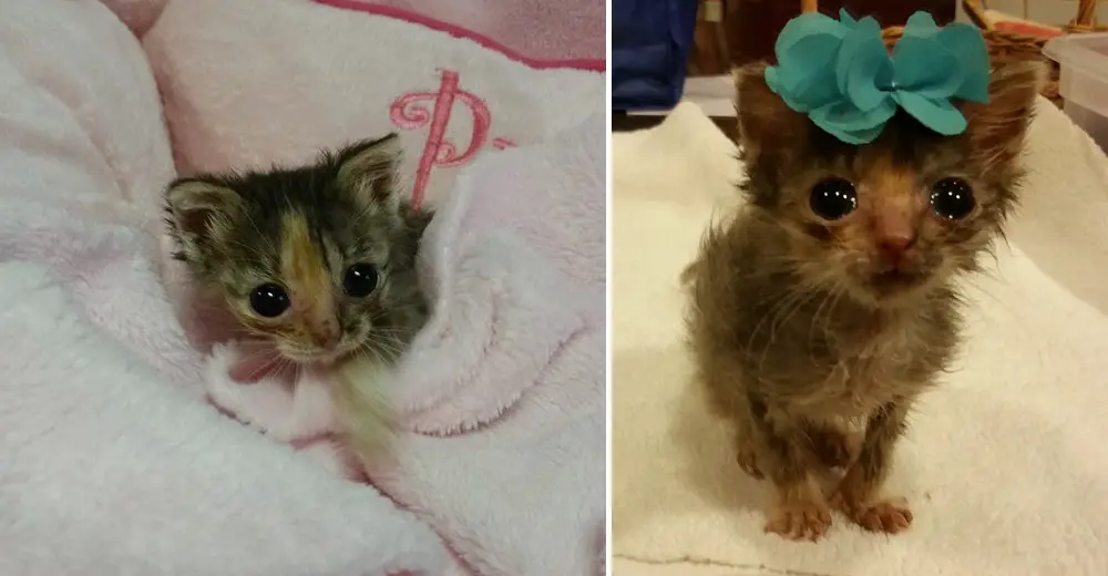 Bijou-micro-kitten. 