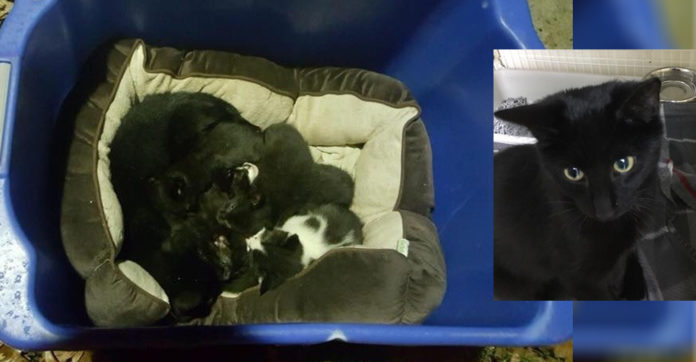 Cat-Found-Protecting-Kittens