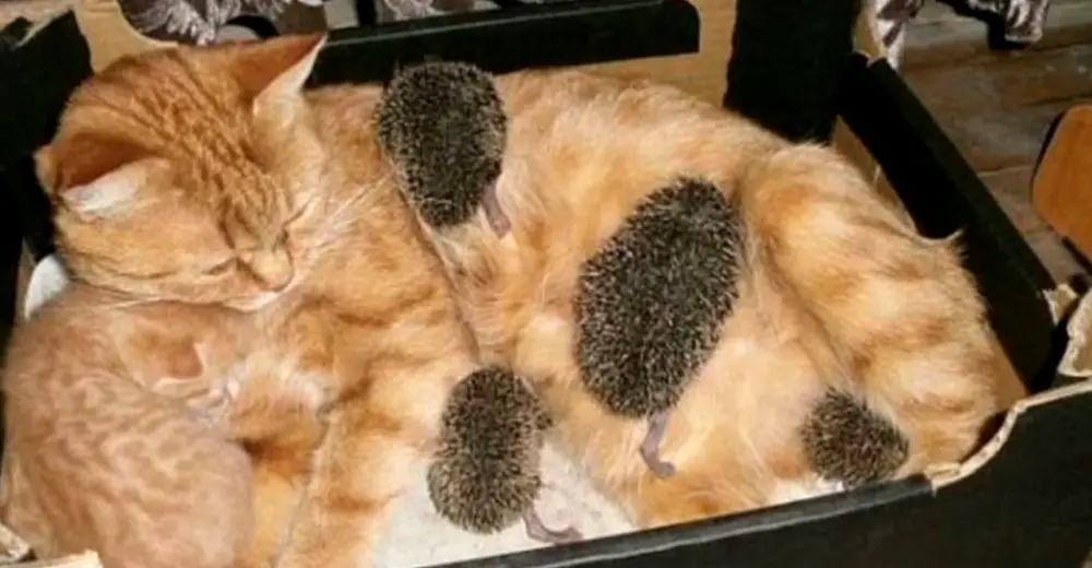 nursing nissa hedgehog