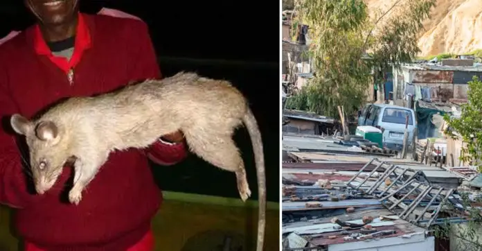 Giant-rats-eat-baby