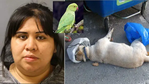 woman forces bird on dog