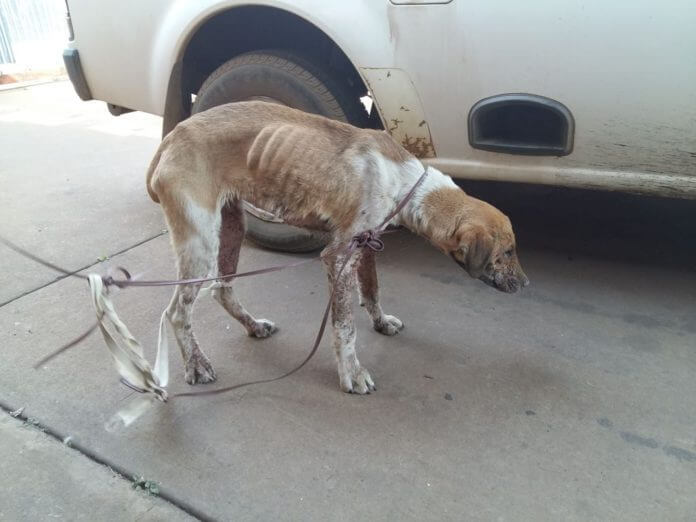 dog raped