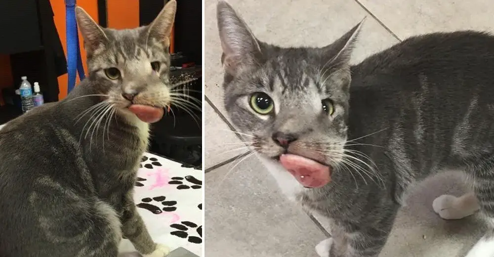 Stray Cat Found On The Street Was Rescued With A Massive Tumor On Her