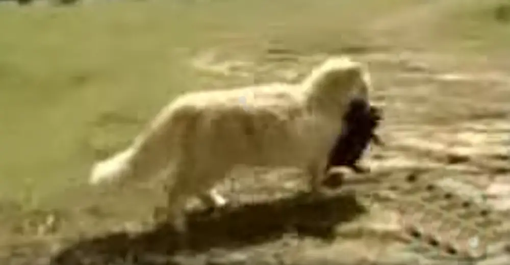 This Cat Has A Tendency To Kidnap Puppies. Then They Followed Her To