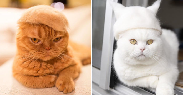 cats-in-hats