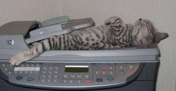 cats-napping
