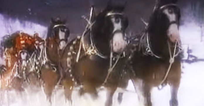 clydesdales-deliver-christmas-tree